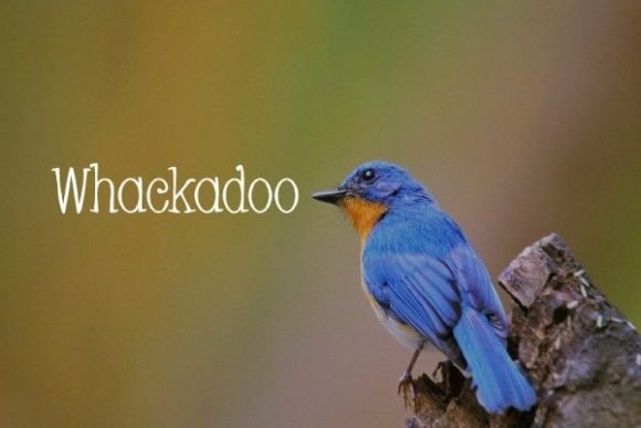 Whackadoo Typeface: Elevate Campaign Visuals With Elegant Serif Design